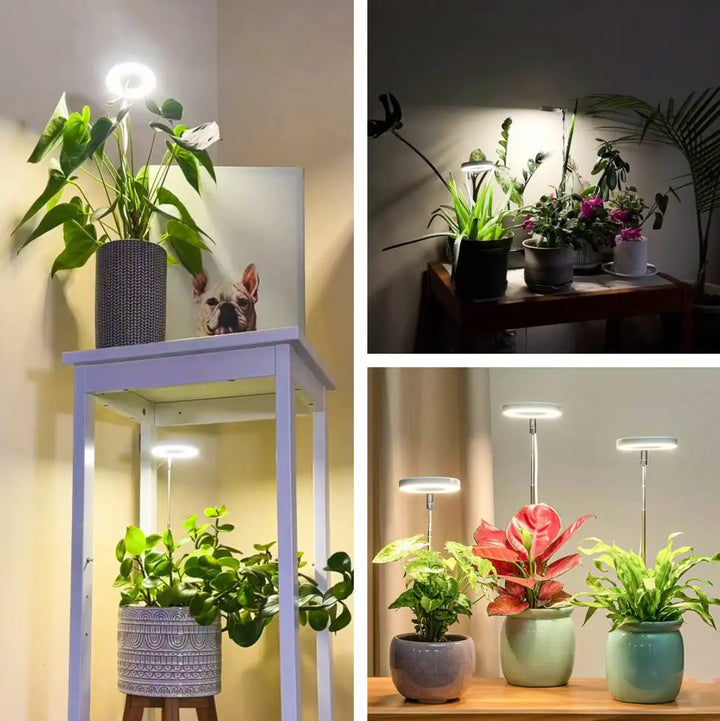 Iliana - Verstellbare LED-Pflanzenlampe